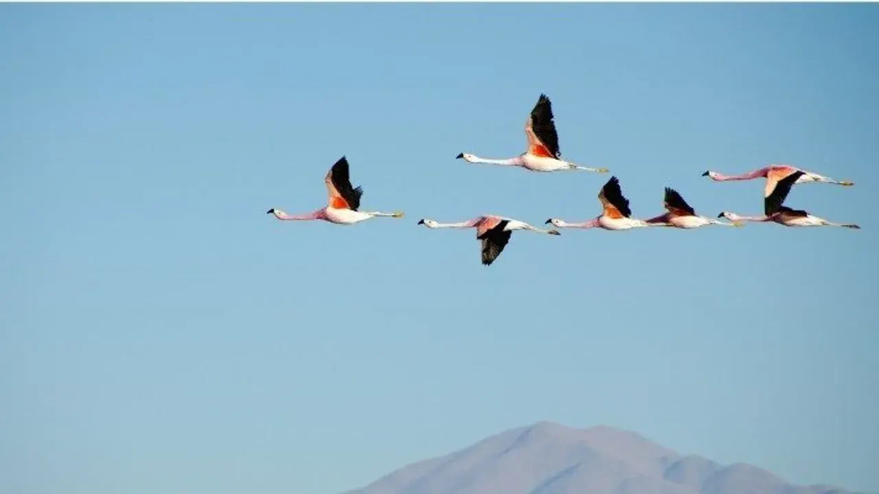 Chile introduce tres categorías para la visa de residencia temporal